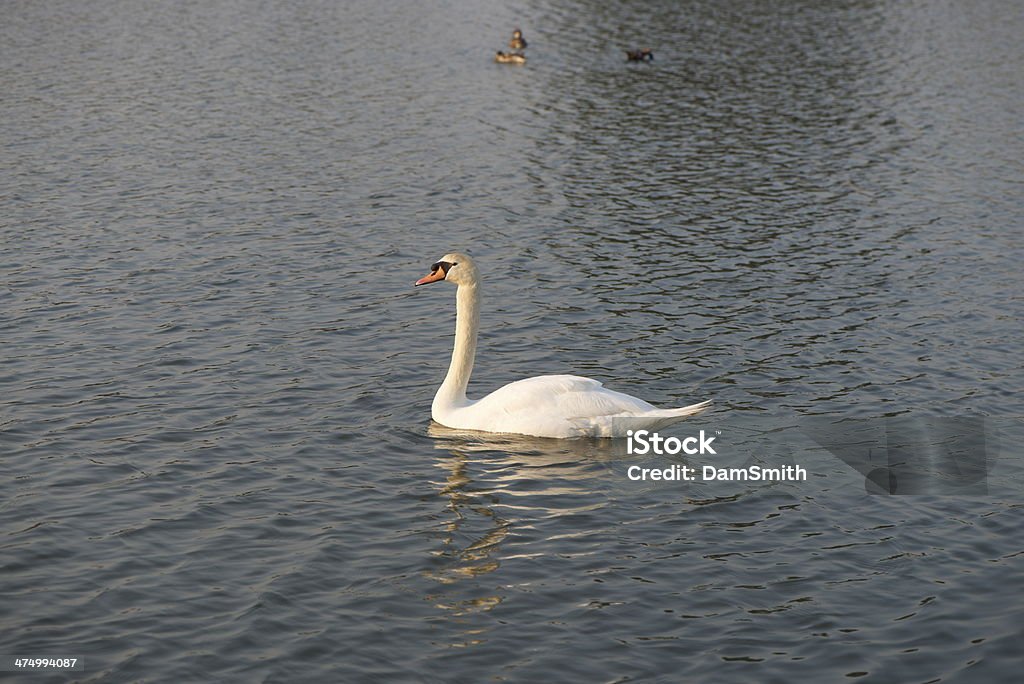 Swan - Royalty-free Animal Foto de stock