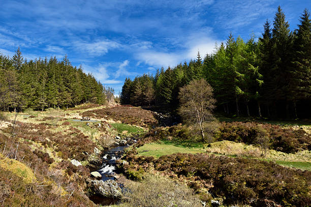 schottische landschaft mit wald und einen stream - dumfries stock-fotos und bilder