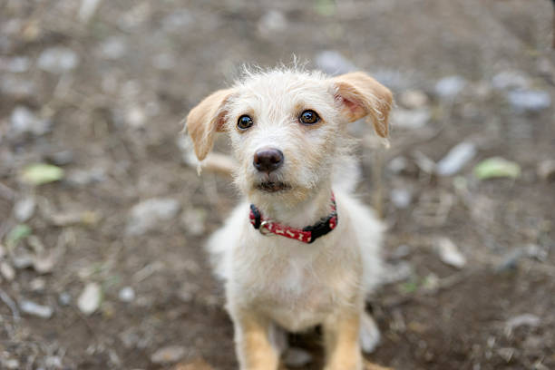 istock Cute Puppy Looking UP Sad and Curious 474998714