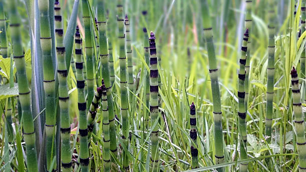 Equisetum hyemale sprouts Bunch of Equisetum hyemale sprouts, also known as a rough horsetail, scouring rush, scouringrush horsetail or zen plant horsetail bamboo stock pictures, royalty-free photos & images