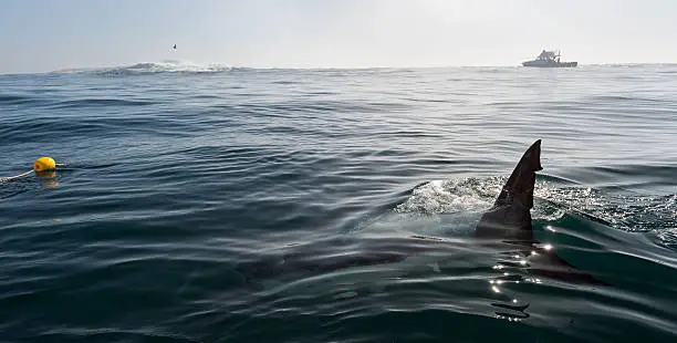 Fin of a Great White Shark in water. Shark Fin above water near the boat.