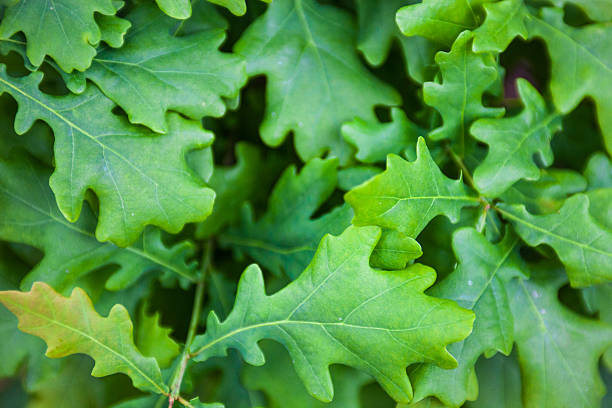 초록색 잎은 오크 나무 - spring oak tree leaf oak leaf 뉴스 사진 이미지