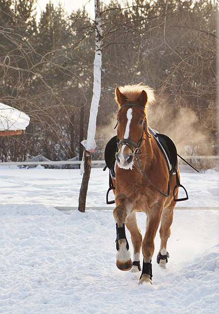 istock Bay horse running on a snowy field 475000131