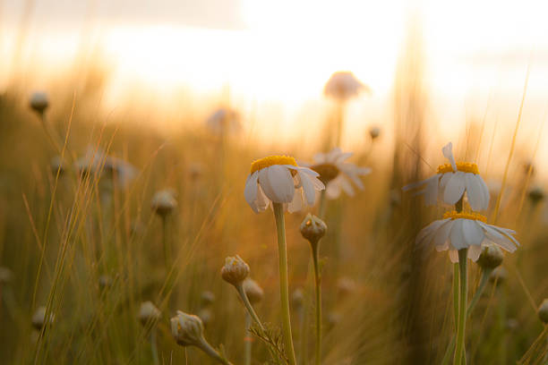 istock Chamomile flower in the field 475000138