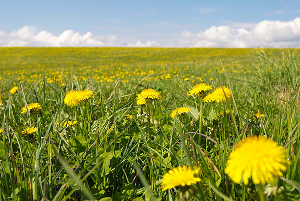 Swedish spring meadow with endless field of Dandelions stock photo