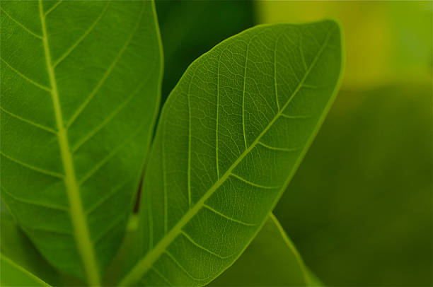 클로즈업 아름다운 녹색 잎. 스톡 사진