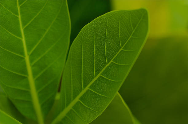 Close up of a beautiful green leaf. stock photo