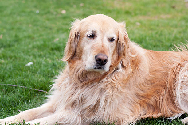 Golden Retriever stock photo