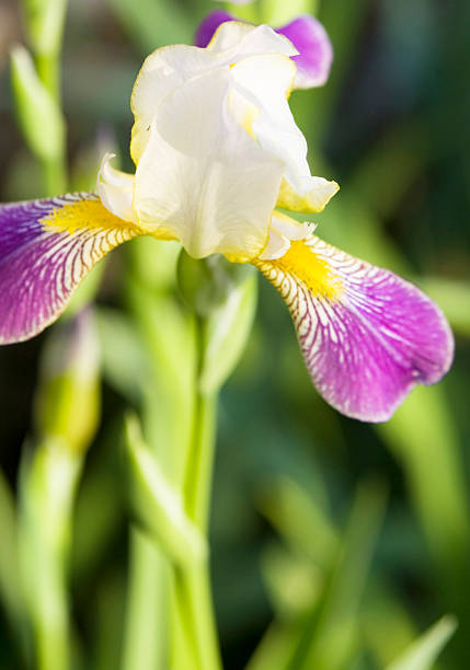 istock Iris of white and purple colours 475001196