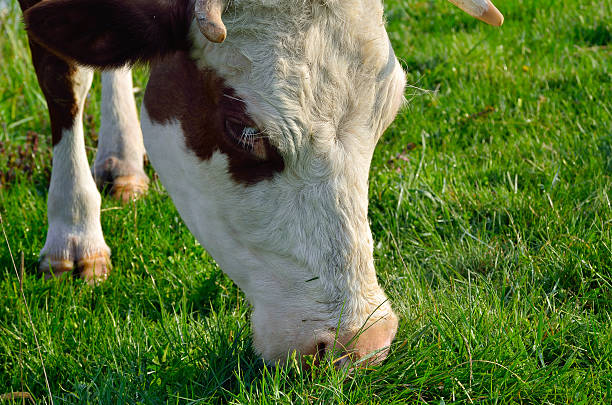 сow grazes na młody zielonej trawie - nowt zdjęcia i obrazy z banku zdjęć