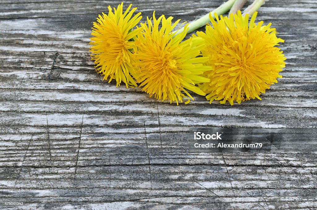 Yellow dandelion flowers on a wooden background 2015 Stock Photo