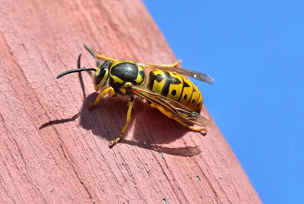 istock Large female wasp sits on a wooden board 475001490