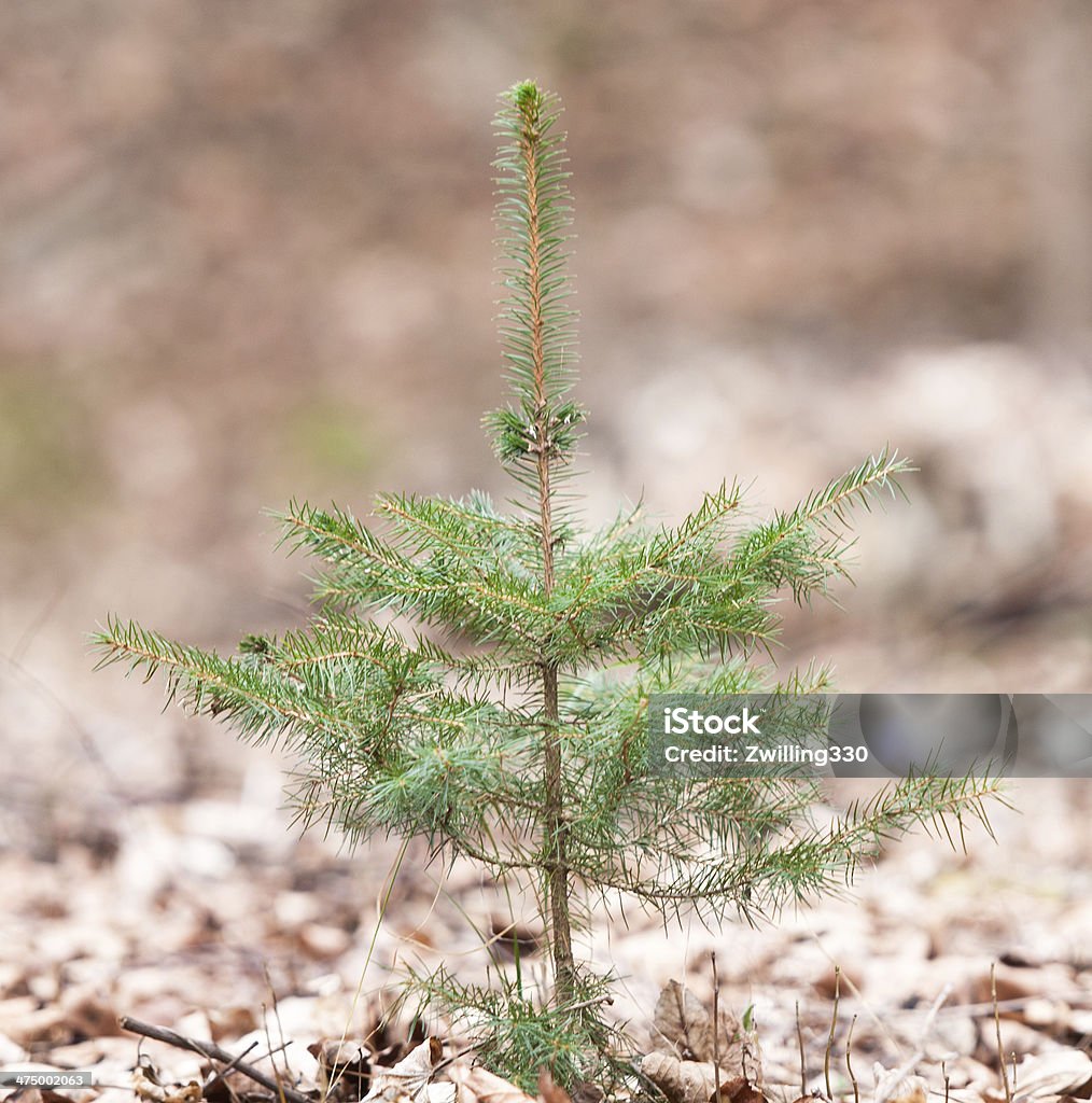 Picea común en el bosque - Foto de stock de Abeto libre de derechos