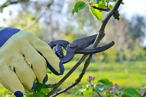 Spring pruning of branches young fruit tree garden shears