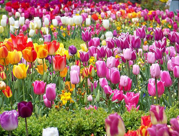 Tulip Flower Field stock photo