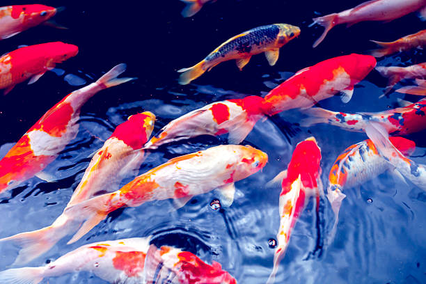 istock Koi Carp Fishes 475002656