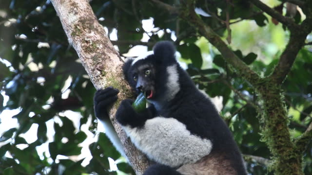 HD video Wild Madagascar Indri eats leaves Perinet Andasibe National Park