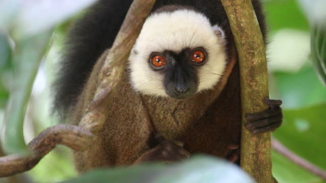 HD video Wild endemic white-fronted brown lemur Nosy Mangabe Madagascar
