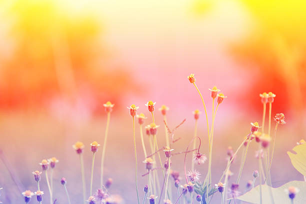 istock flower in the garden vintage style 475010356