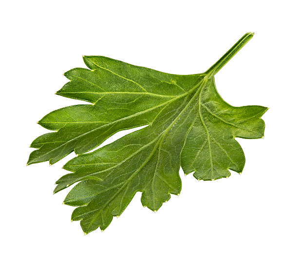 istock Branch of fresh parsley isolated on white 475010696