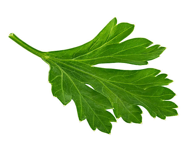 istock Branch of fresh parsley isolated on white 475010704