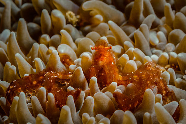 Curious orang-utan crab Orang-utan crab looking up in an anemone, in Shark Point, Gili Trawangan, Indonesia achaeus japonicus stock pictures, royalty-free photos & images