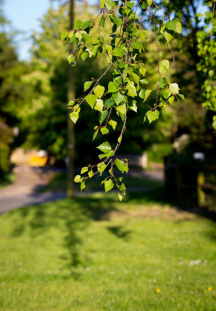 istock Bright Birch Branches With Green Leaves In Afternoon Sunlight 475012612