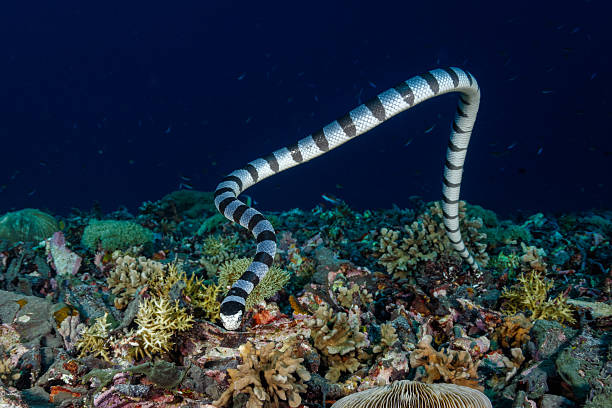 istock Banded sea krait, swimming 475014952