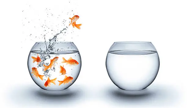 Photo of goldfish jumping out of the water  - freedom