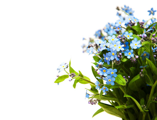 Forget-me-nots flowers Forget-me-nots flowers on a white background forget me not isolated stock pictures, royalty-free photos & images