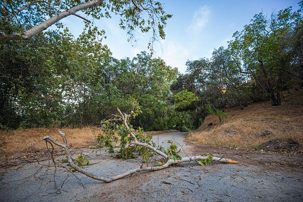 istock Old Los Angeles Zoo 475017824