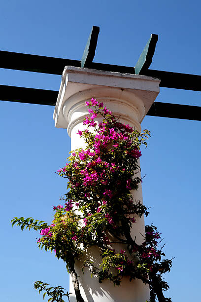 capri piazzetta - hawthorn flower single flower spring imagens e fotografias de stock