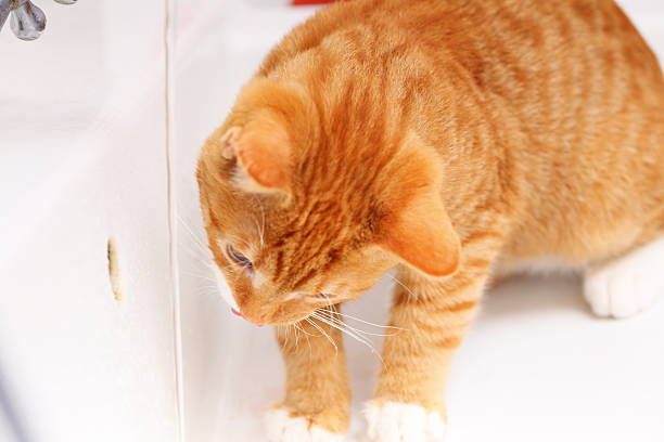 Animals at home - red cute little cat pet kitten in bathroom sink drinking water