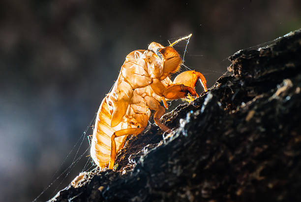 Fly Shell 80+ Magnified Dry Fly Stock Photos, Pictures & Royalty-Free Images - iStock