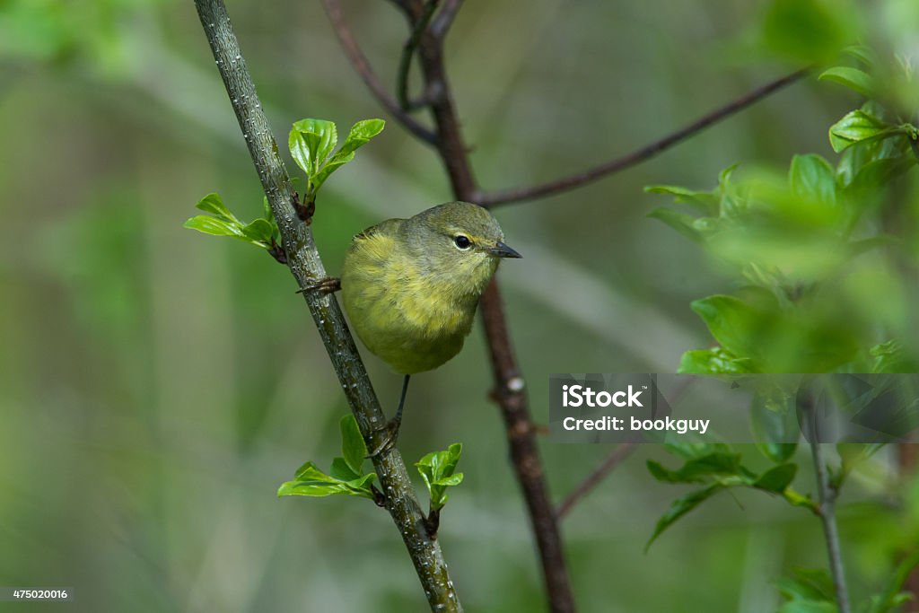 Orange-crowned Warbler Orange-crowned Warbler perched on a branch during spring migration. 2015 Stock Photo