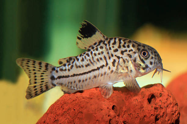 istock Three- Lined Catfish, Resting on Lava Rock in Aquarium 475022314