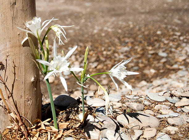 Spider Lilies Spider Lilies on beach spider lily stock pictures, royalty-free photos & images