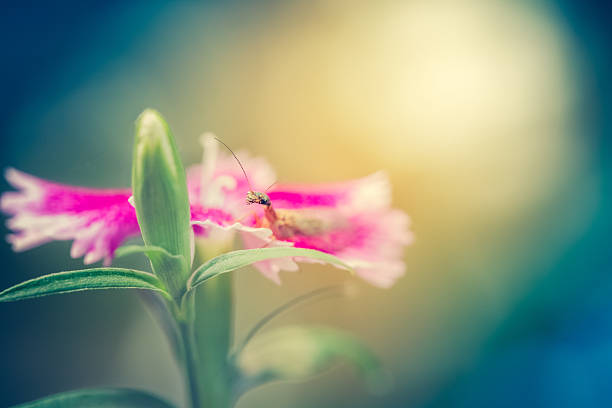 A very cute snakefly insect closeup and resting on the pink petals of a dianthus flower.  Soft and dreamy bokeh sun in the background. Macro image showing great detail of bug's head. High resolution color photograph with a very dreamy fantasy look and feel. Horizontal composition.