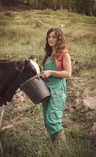 Farmer feeding cows on an organic farm