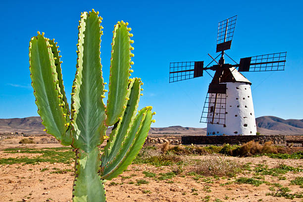 kaktus und die traditionelle europäische windmühle im fuertaventura - fuerteventura stock-fotos und bilder