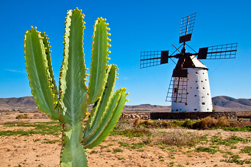 Cactus and the traditional stony windmill at the Fuertaventura