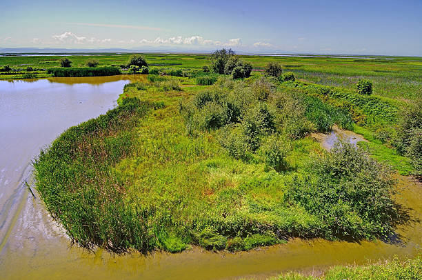 istock wetland of a migratory bird sanctuary 475026982