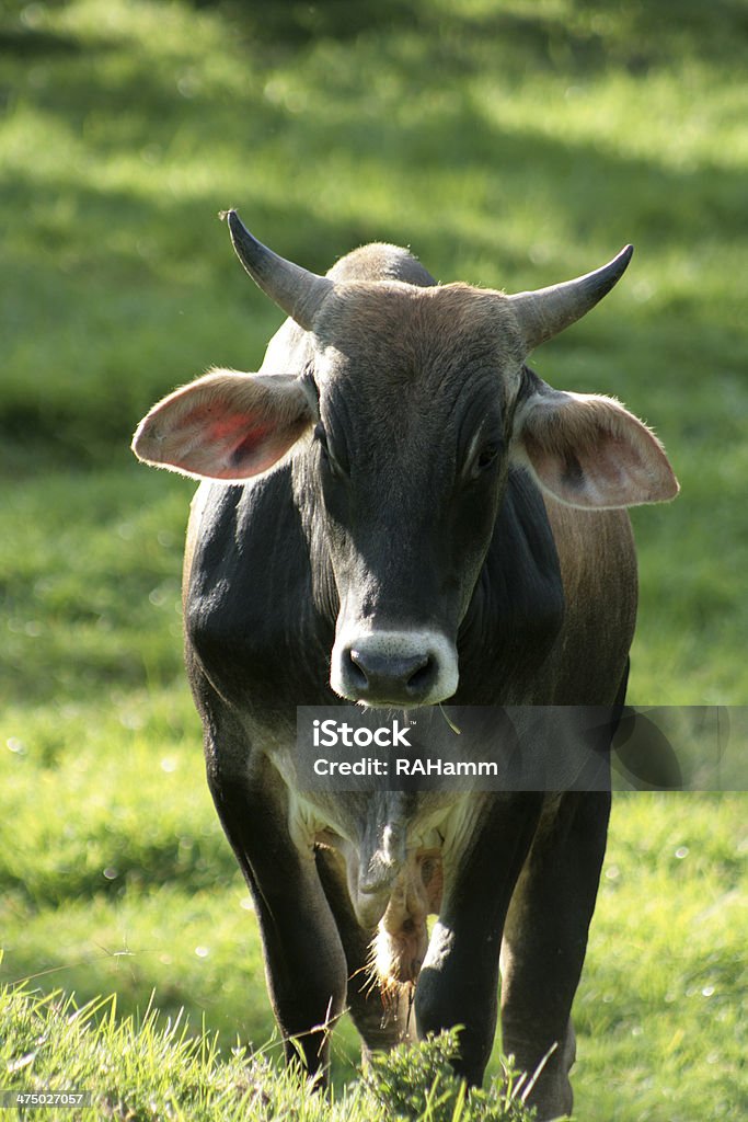 Bull in a Pasture A brown bull standing in a farmers pasture in Cotacachi, Ecuador Agricultural Field Stock Photo