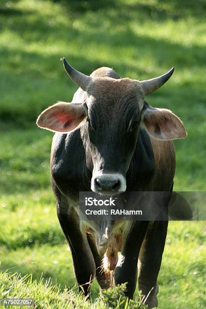 Bull In A Pasture Stock Photo - Download Image Now - Agricultural Field, Animal, Bull - Animal