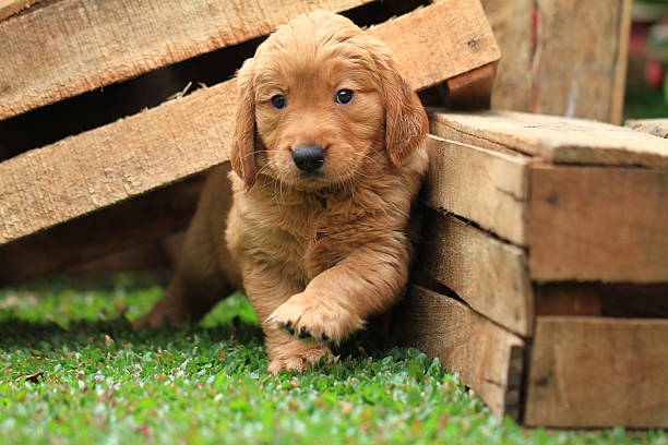 istock Cute Golden Retreiver Puppy 475033529