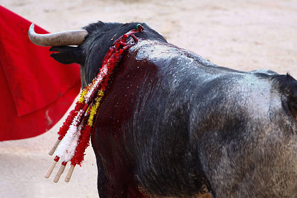 istock Traditional corrida - bullfighting in Spain. 475034292
