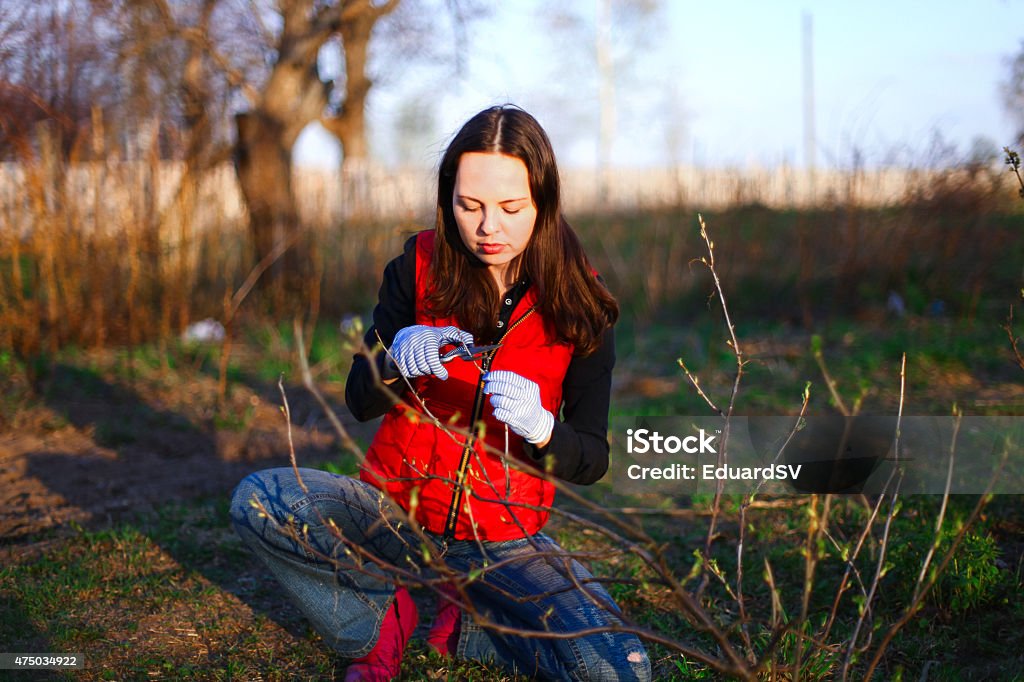 Garden. The gardening woman work in garden. 2015 Stock Photo