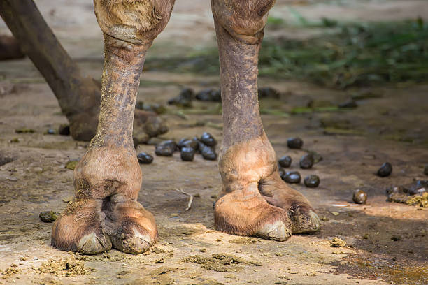 istock Closeup of Camels Legs 475034966