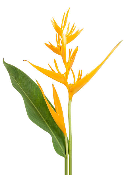 istock yellow parakeet flower heliconia 475034992