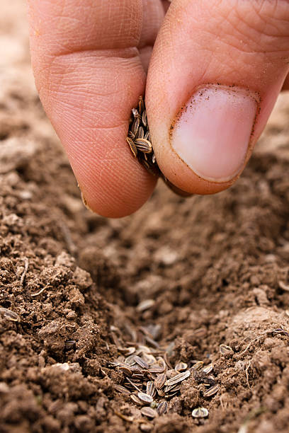 istock hand planting seeds in soil, closeup 475035122